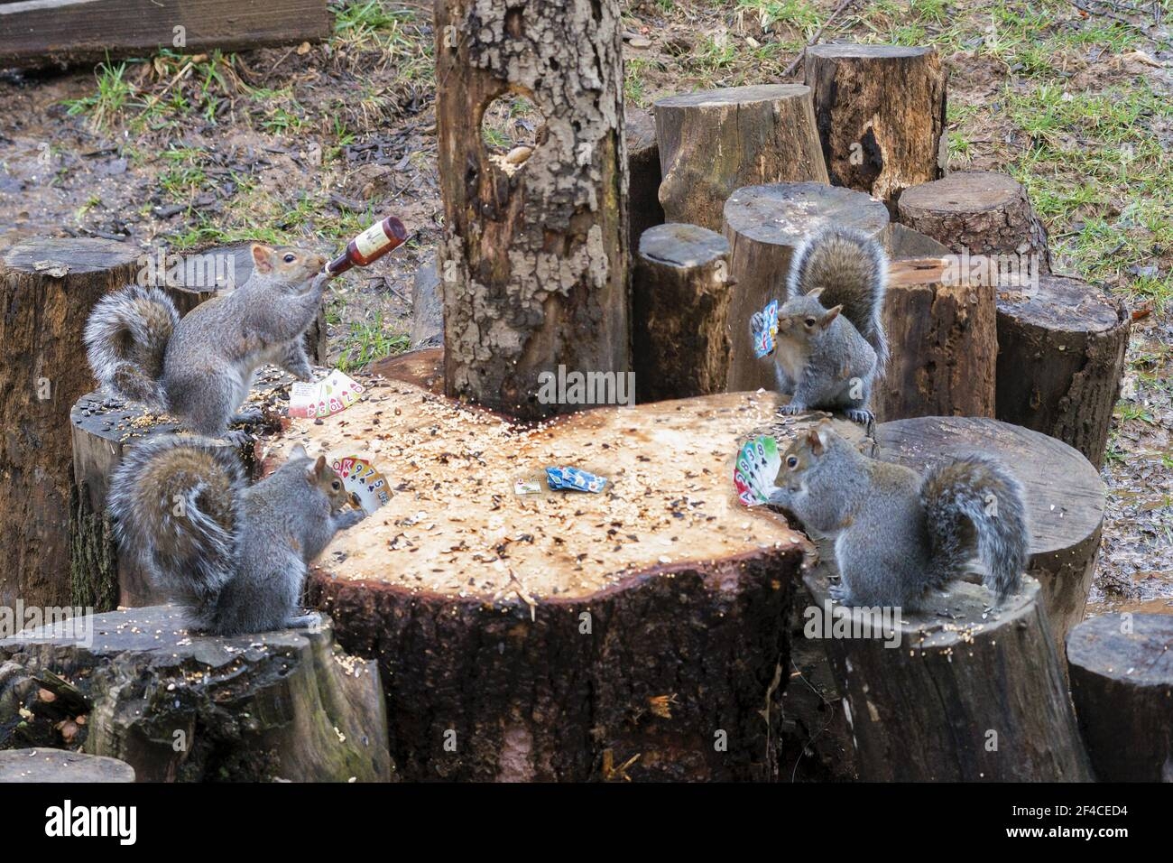 A Funny Shot Of A Group Of Squirrels Playing Cards And Drinking Around A Tree Stumps Stock Photo Alamy