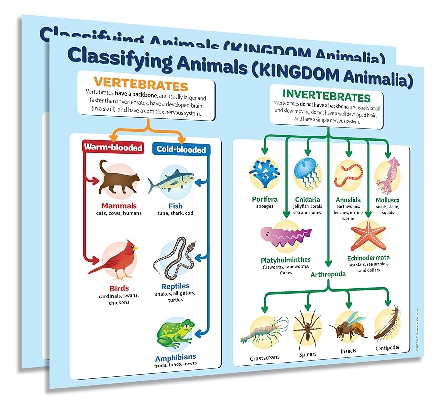Amazon ZOCO Animal Kingdom Classification Poster 2 Pack 