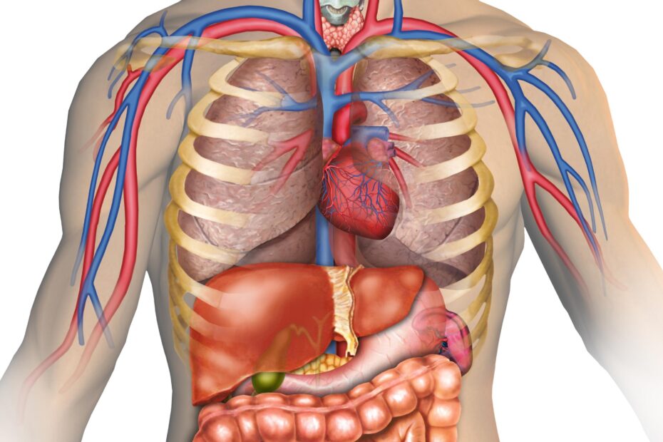Anatomy MedlinePlus