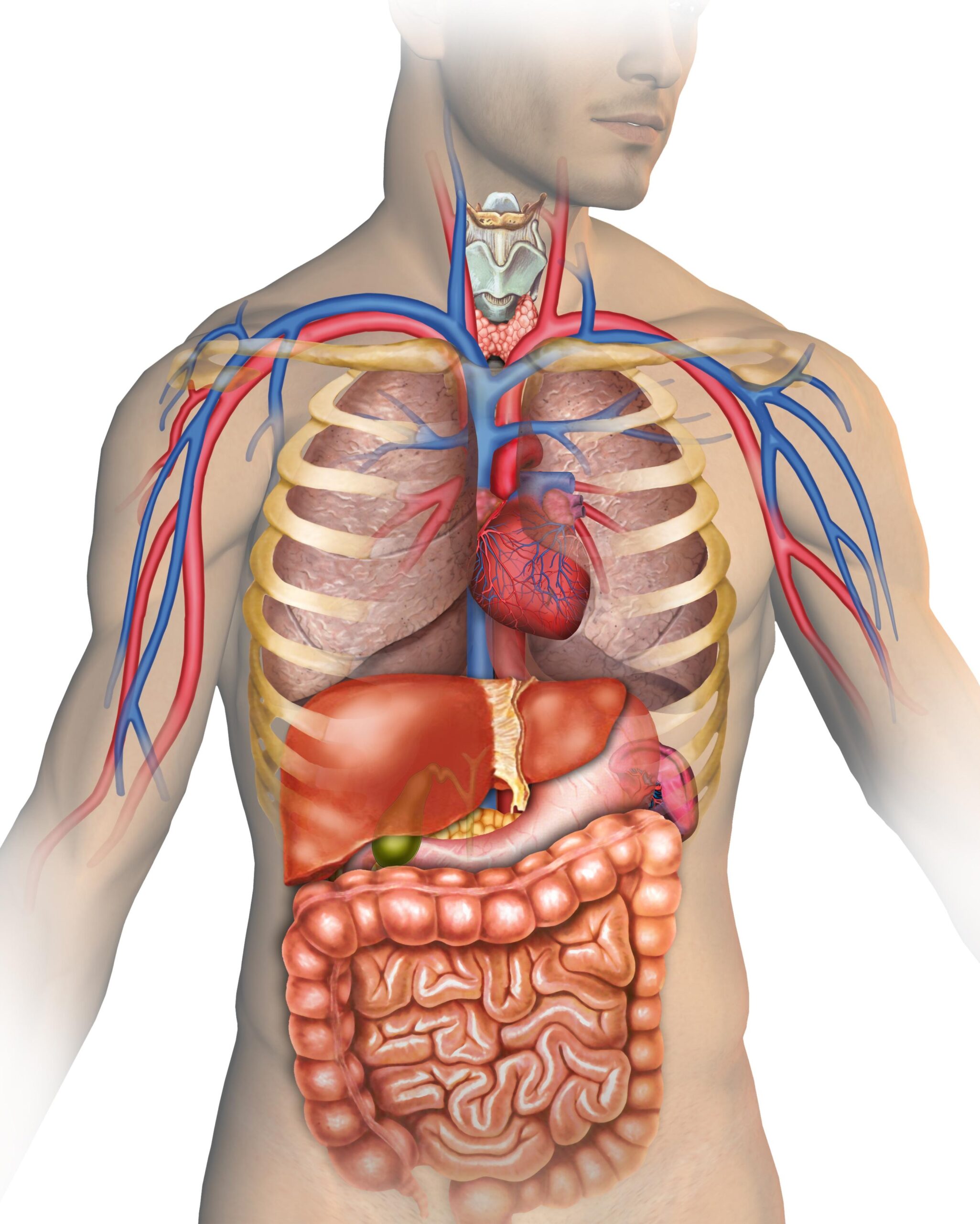 Anatomy MedlinePlus