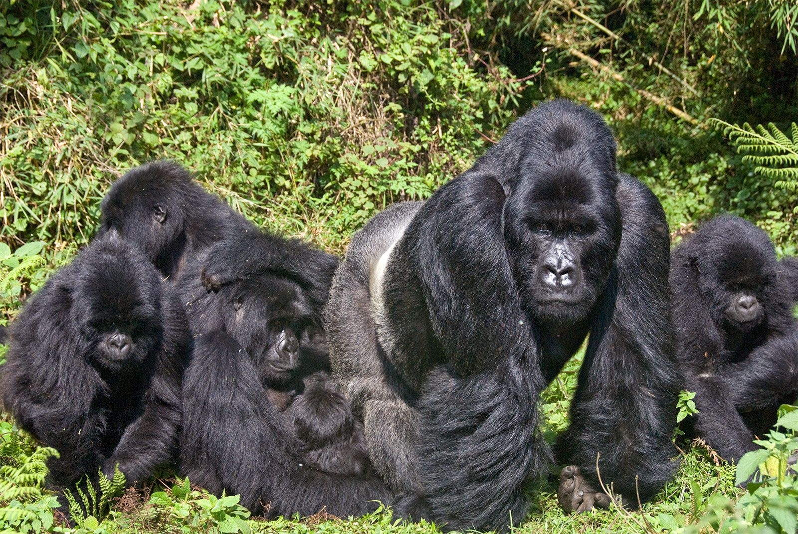 Ape Definition U0026 Facts Britannica