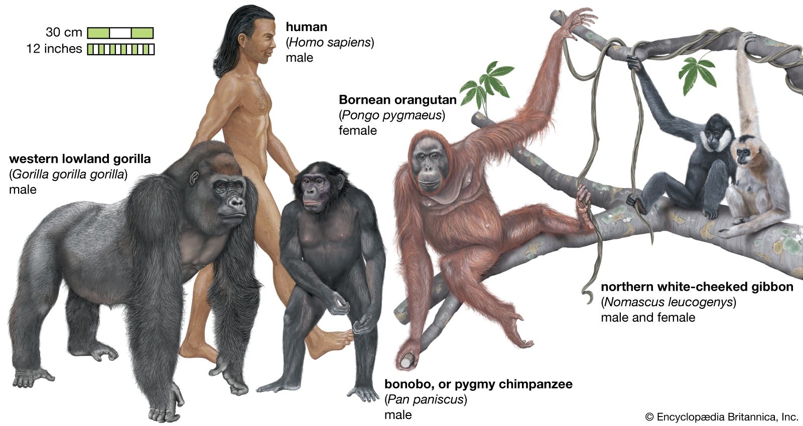 Ape Definition U0026 Facts Britannica