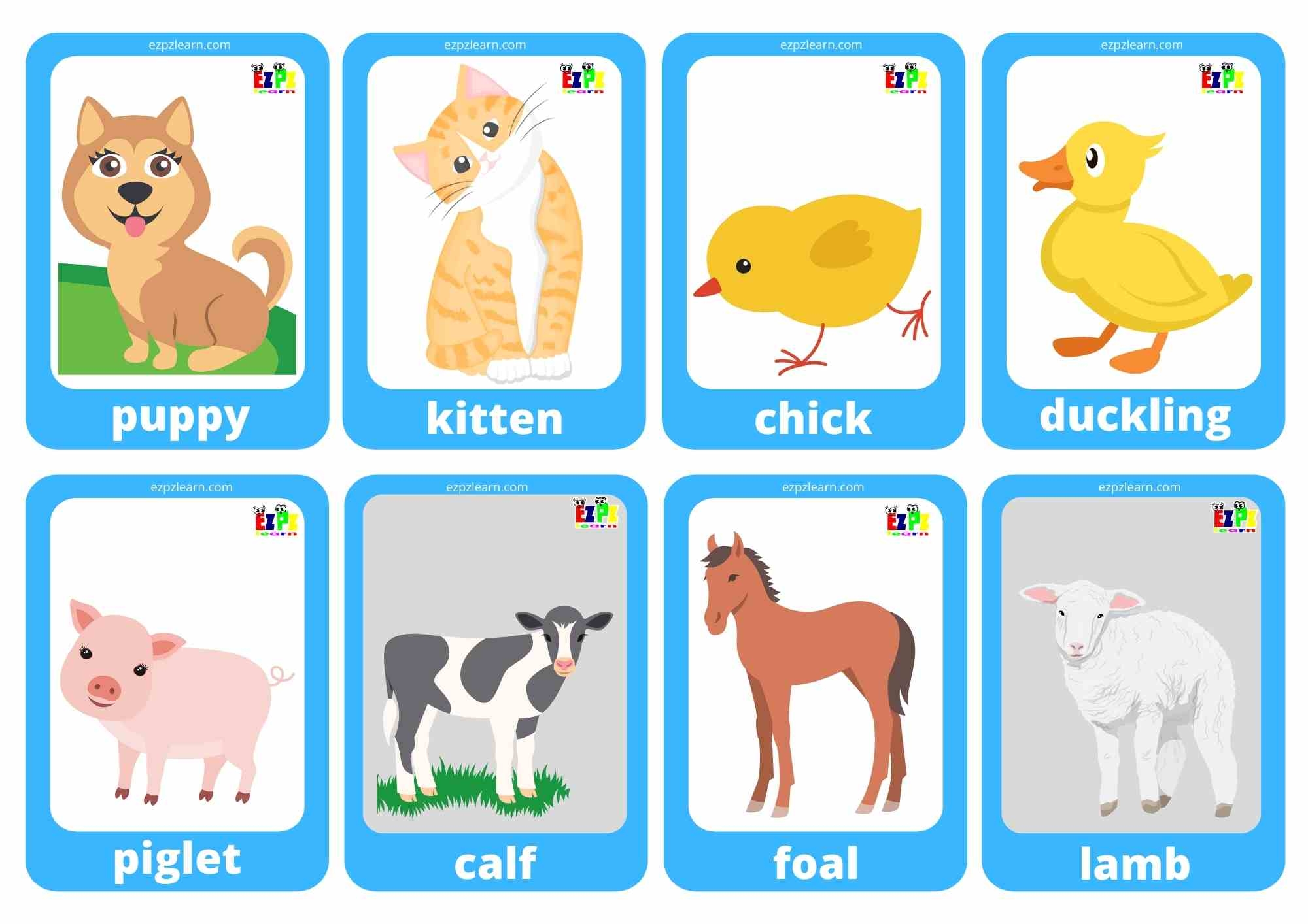 Baby Animals Vocabulary Mini Flashcards For Kindergarten And English Language Learners Free Printable PDF Download Ezpzlearn