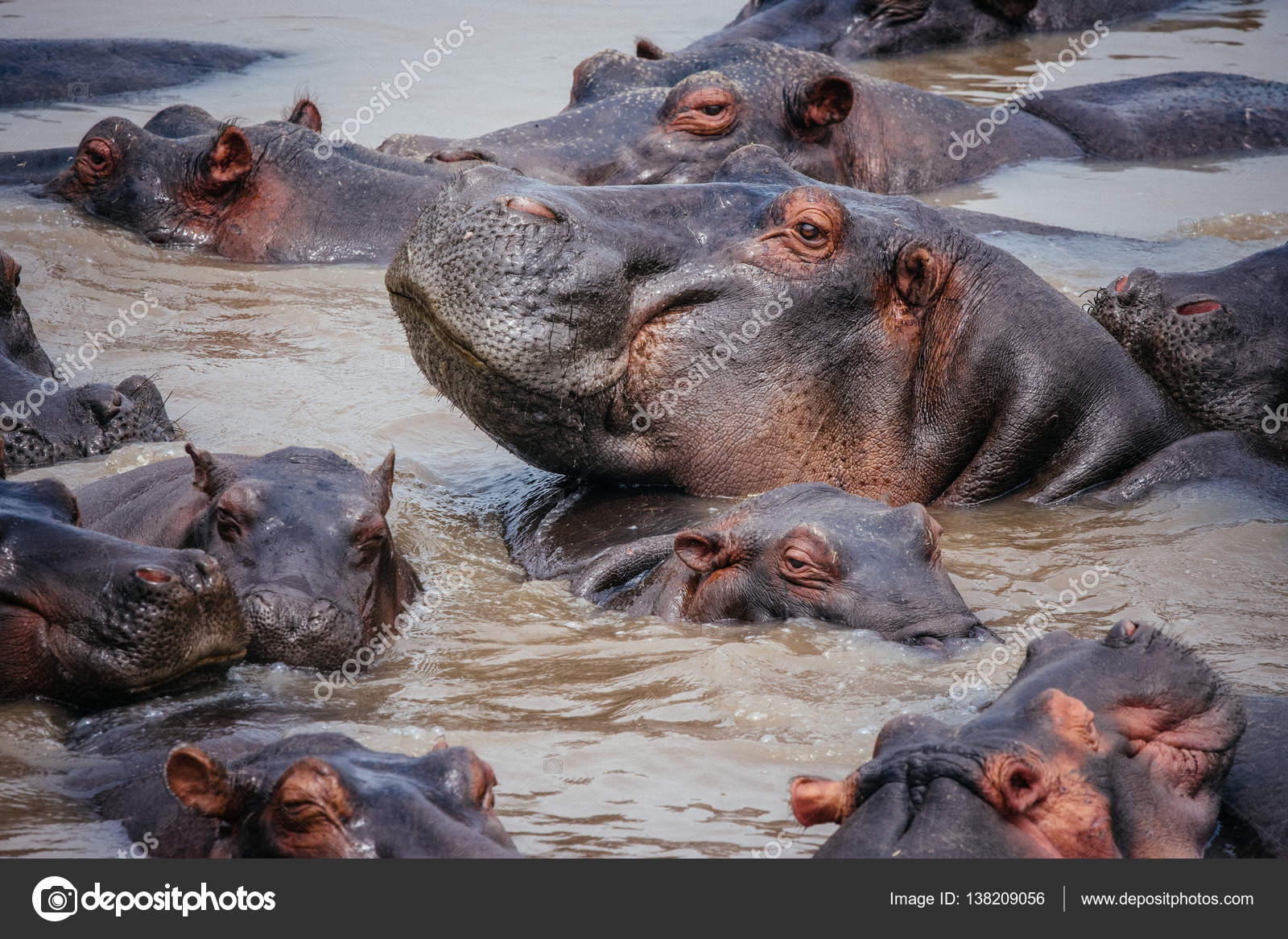 Bloat Of Hippos In Water Stock Photo Costasd68 138209056