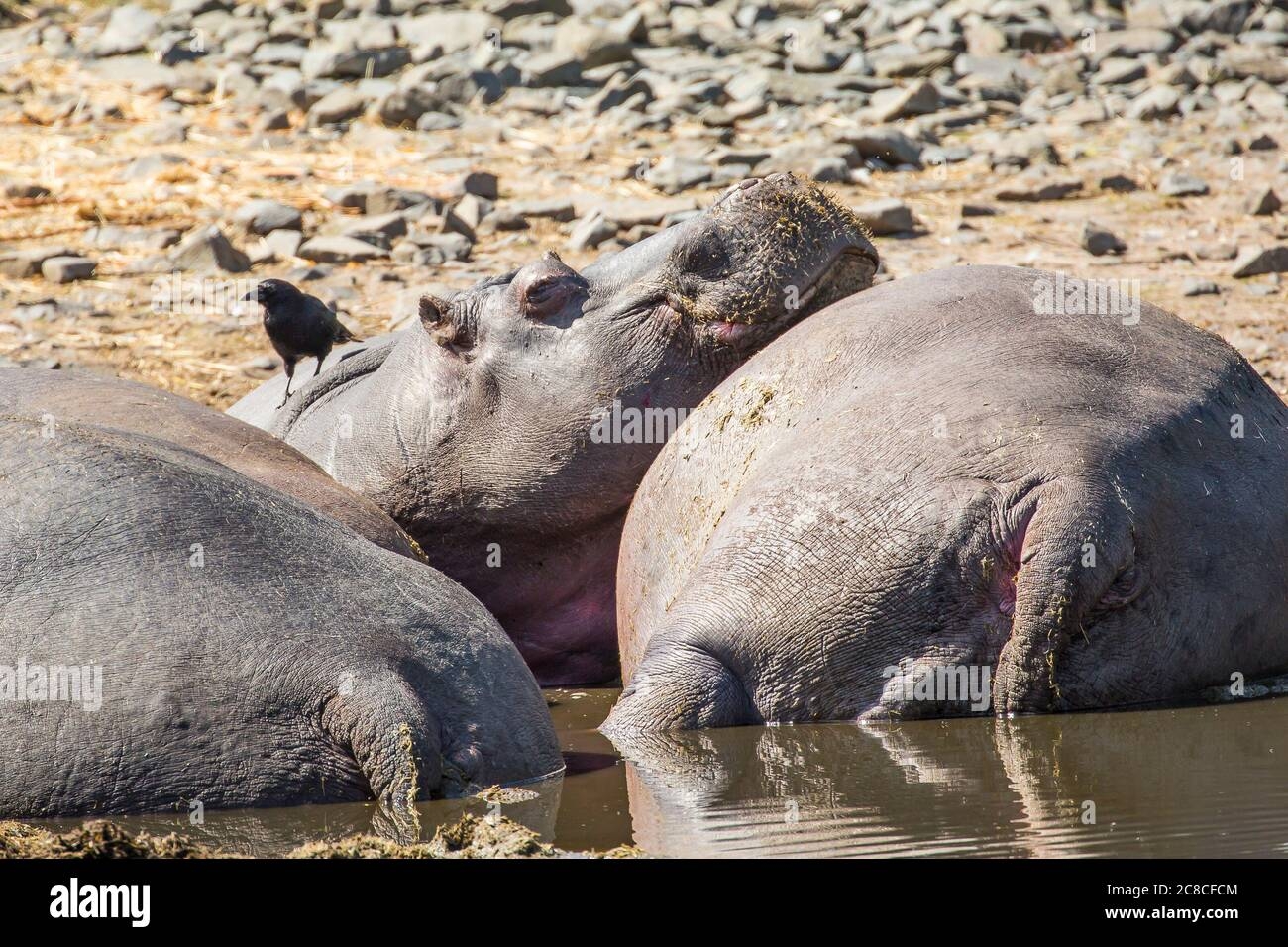 Close Up Bloat Of Lazy Hippos Hippopotamus Amphibius Wallowing 