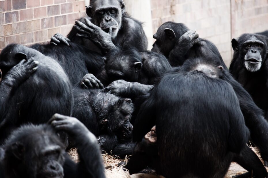 Collective Nouns A 500 Year Old Language Fad HowStuffWorks