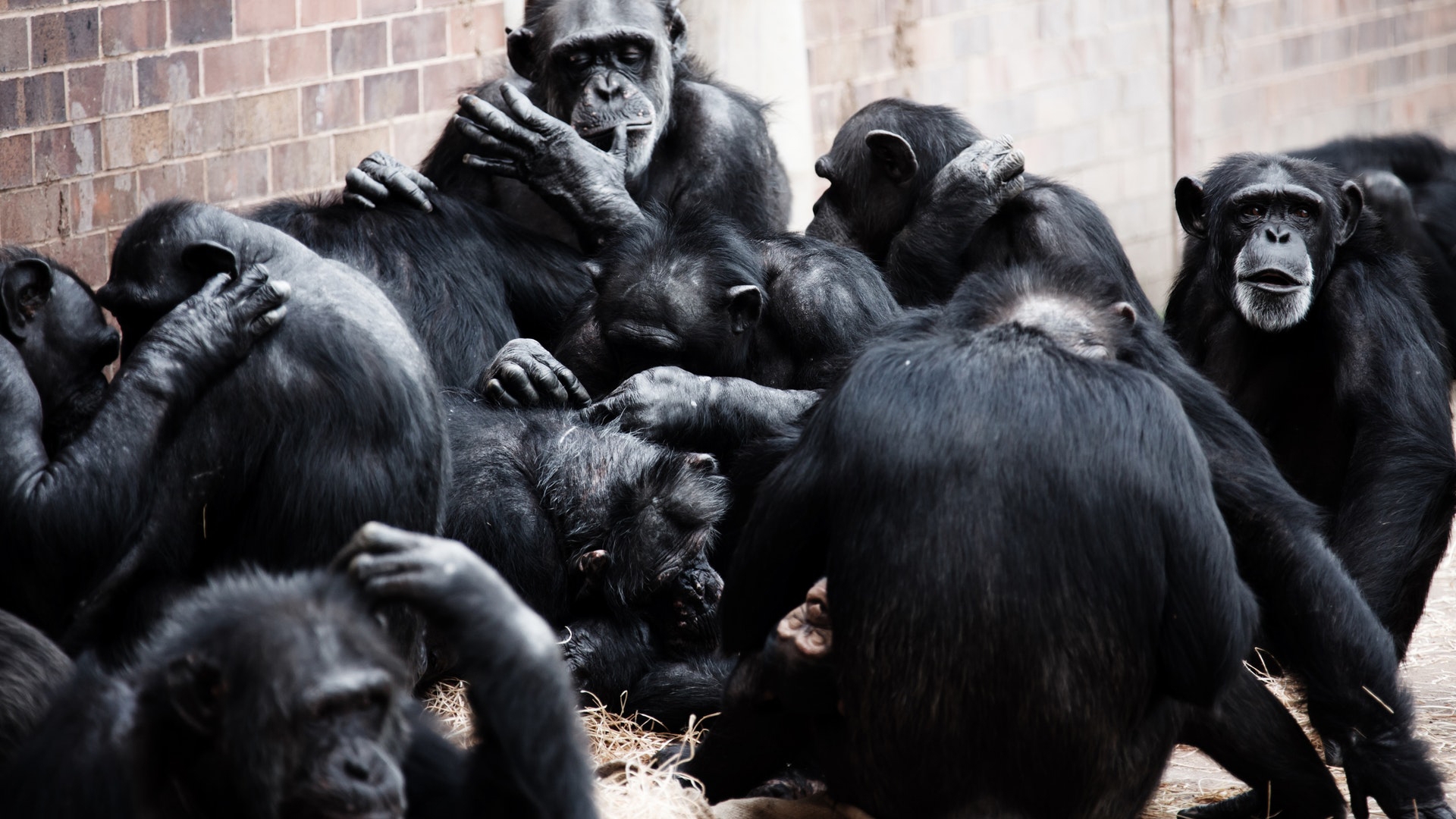Collective Nouns A 500 Year Old Language Fad HowStuffWorks