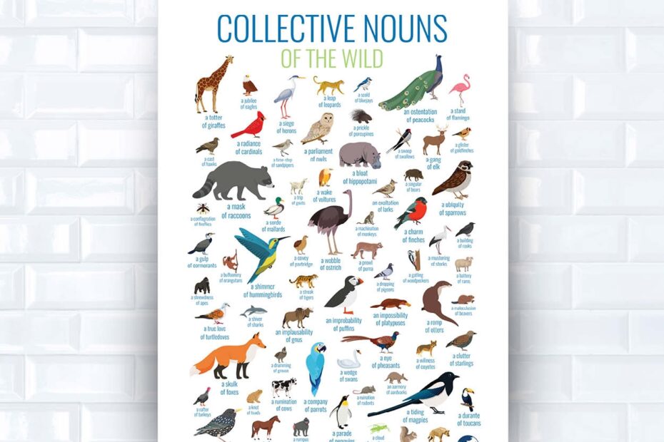 Collective Nouns For Animals A Great Source Of Humor And