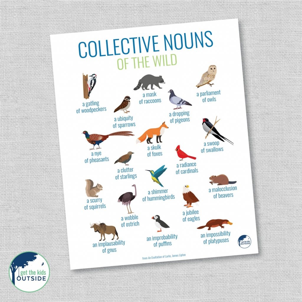 Collective Nouns For Animals A Great Source Of Humor And Creativity Get The Kids Outside