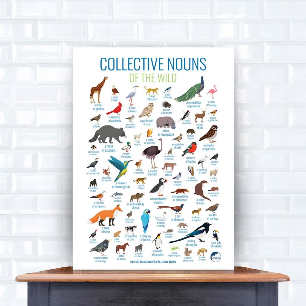 animal collective nouns