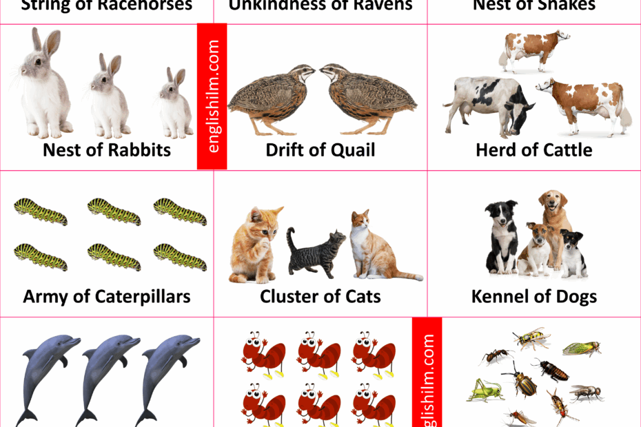 Collective Nouns For Animals In English Englishilm