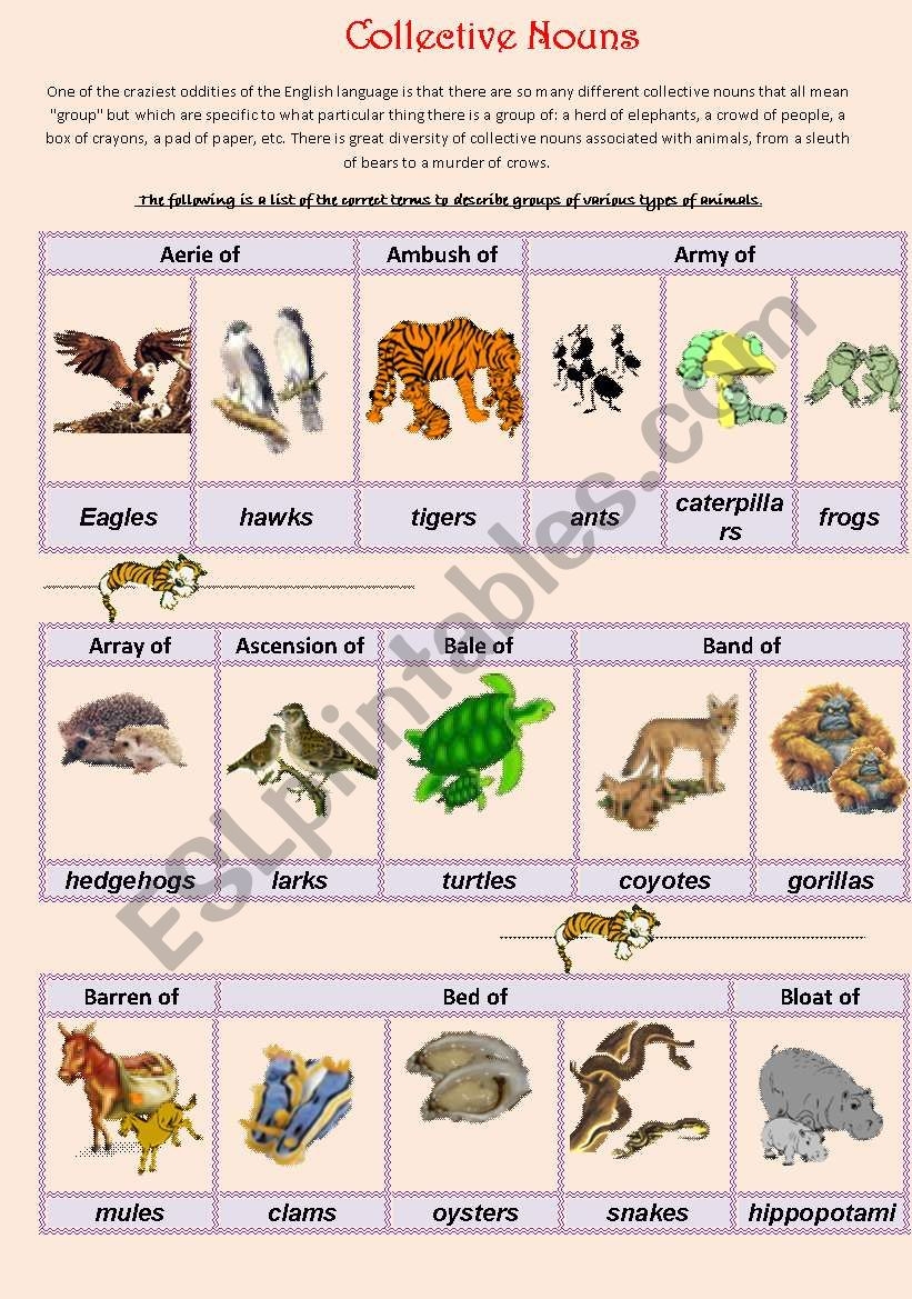 Collective Nouns For Animals Print Watervolf