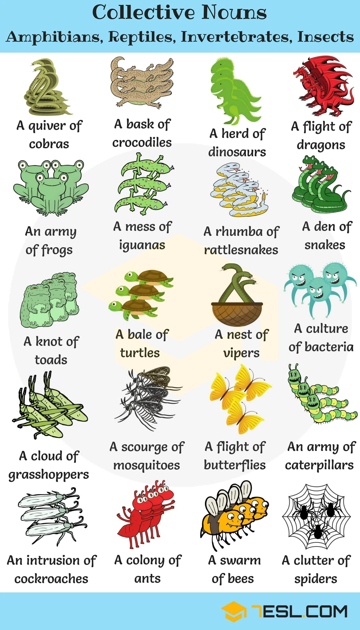 Collective Nouns For Animals