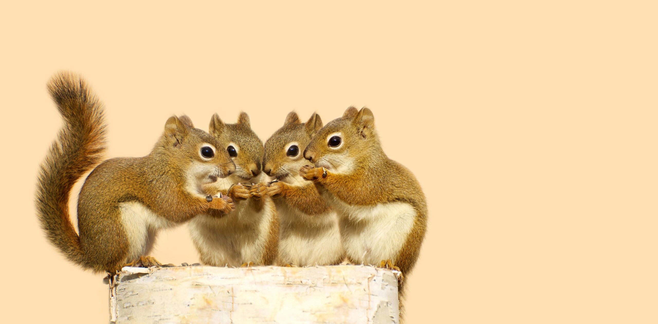 Do You Know These Unusual Animal Group Names 