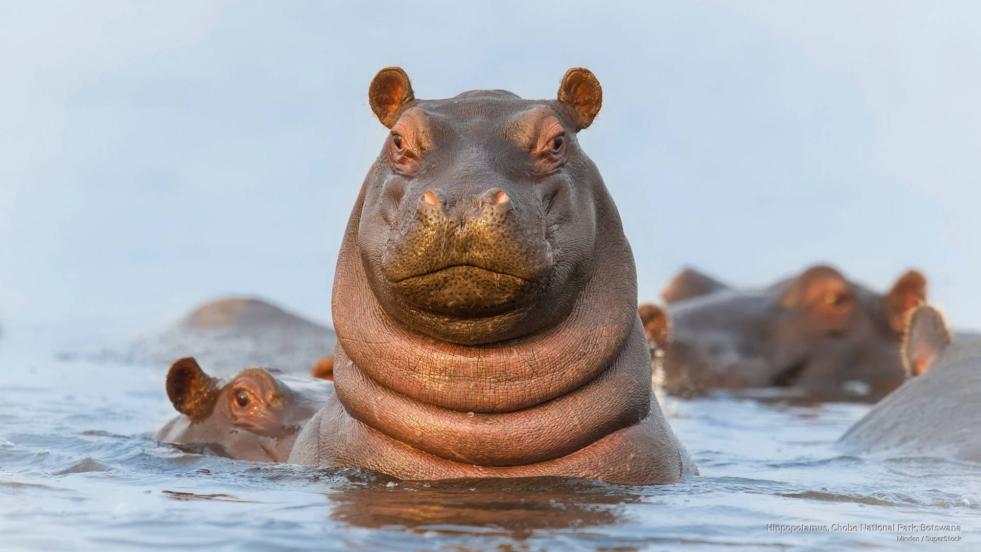 a bloat of hippopotamuses