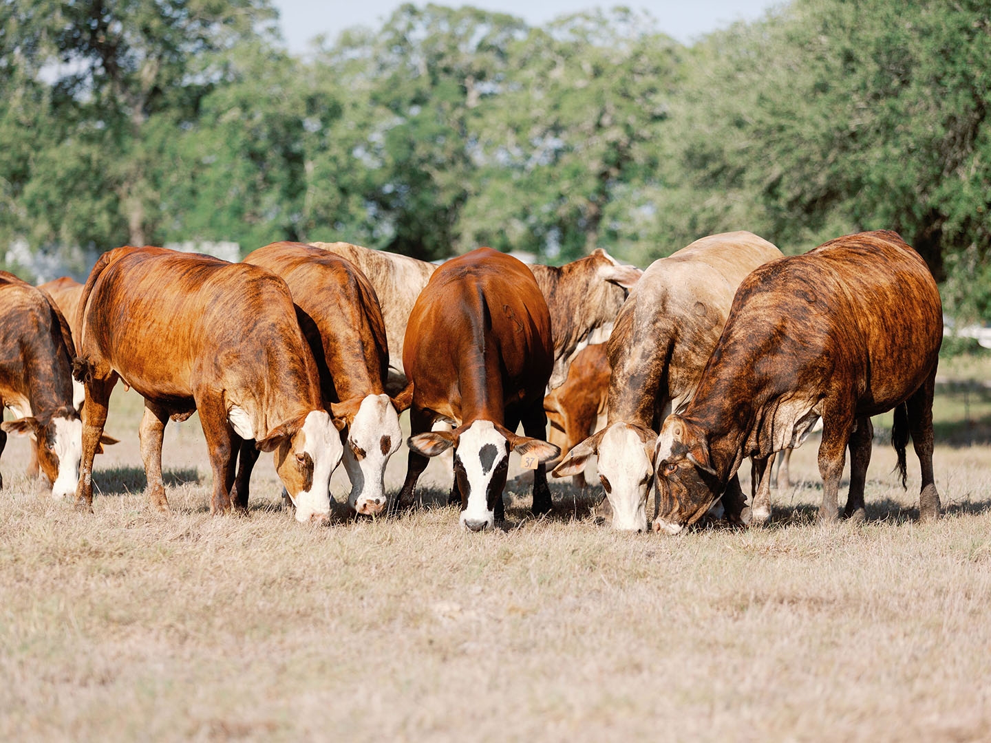 Everything You Want To Know About Brahman Cattle V8 Ranch V8 Ranch