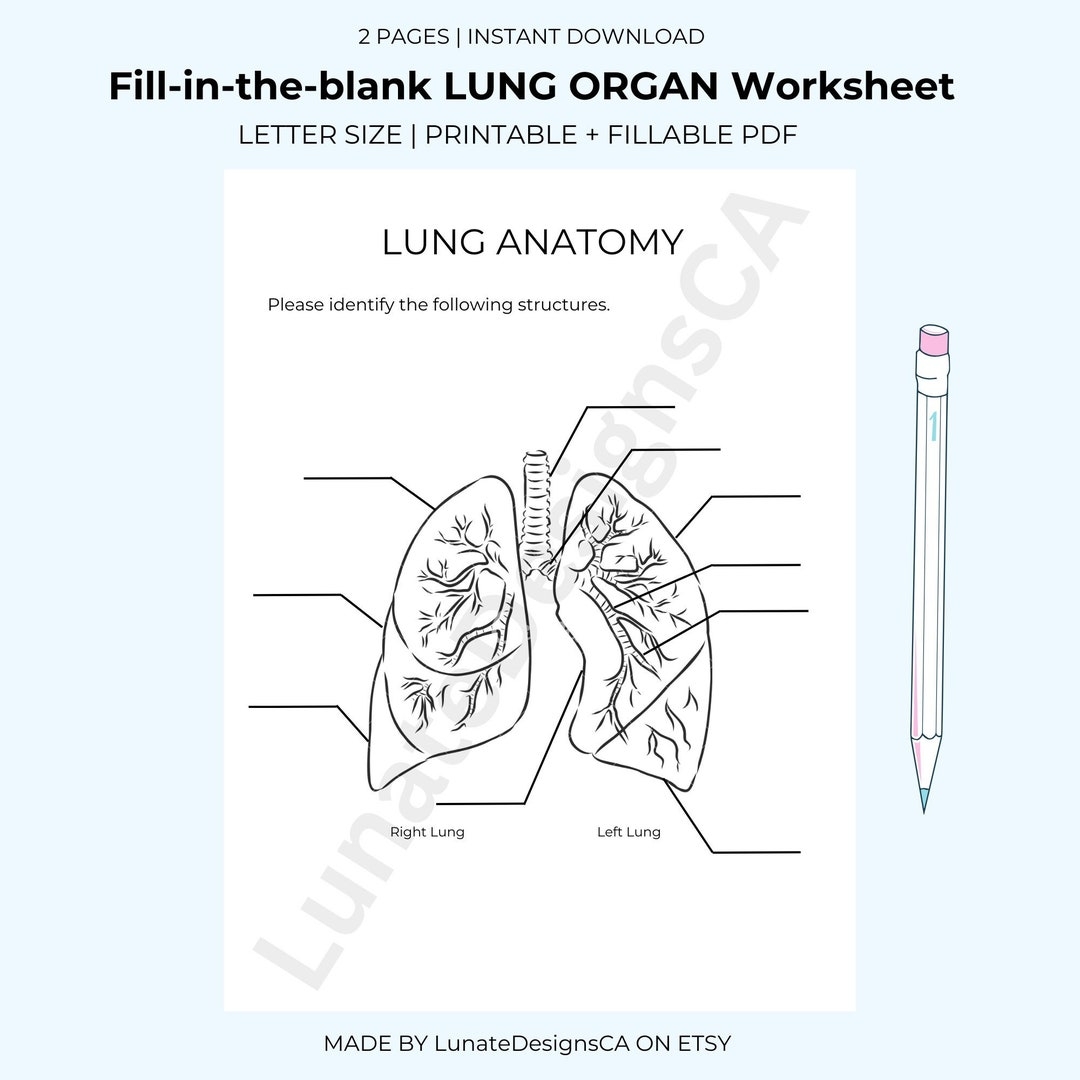 Fill in the blank Anatomy Organ Worksheet LUNGS Answer Key Provided Student Study Resources And Tools For Science nursing Students Etsy