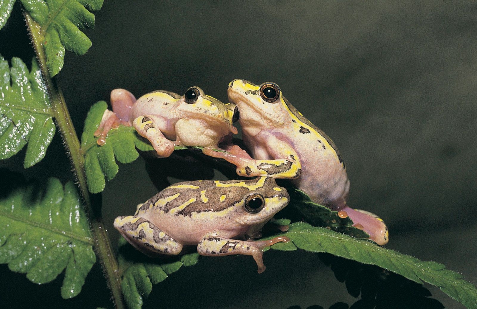 Frog And Toad Types Habitat Diet U0026 Characteristics Britannica
