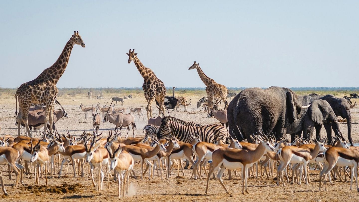 From Romps To Smacks The Funniest Animal Group Names And Where 