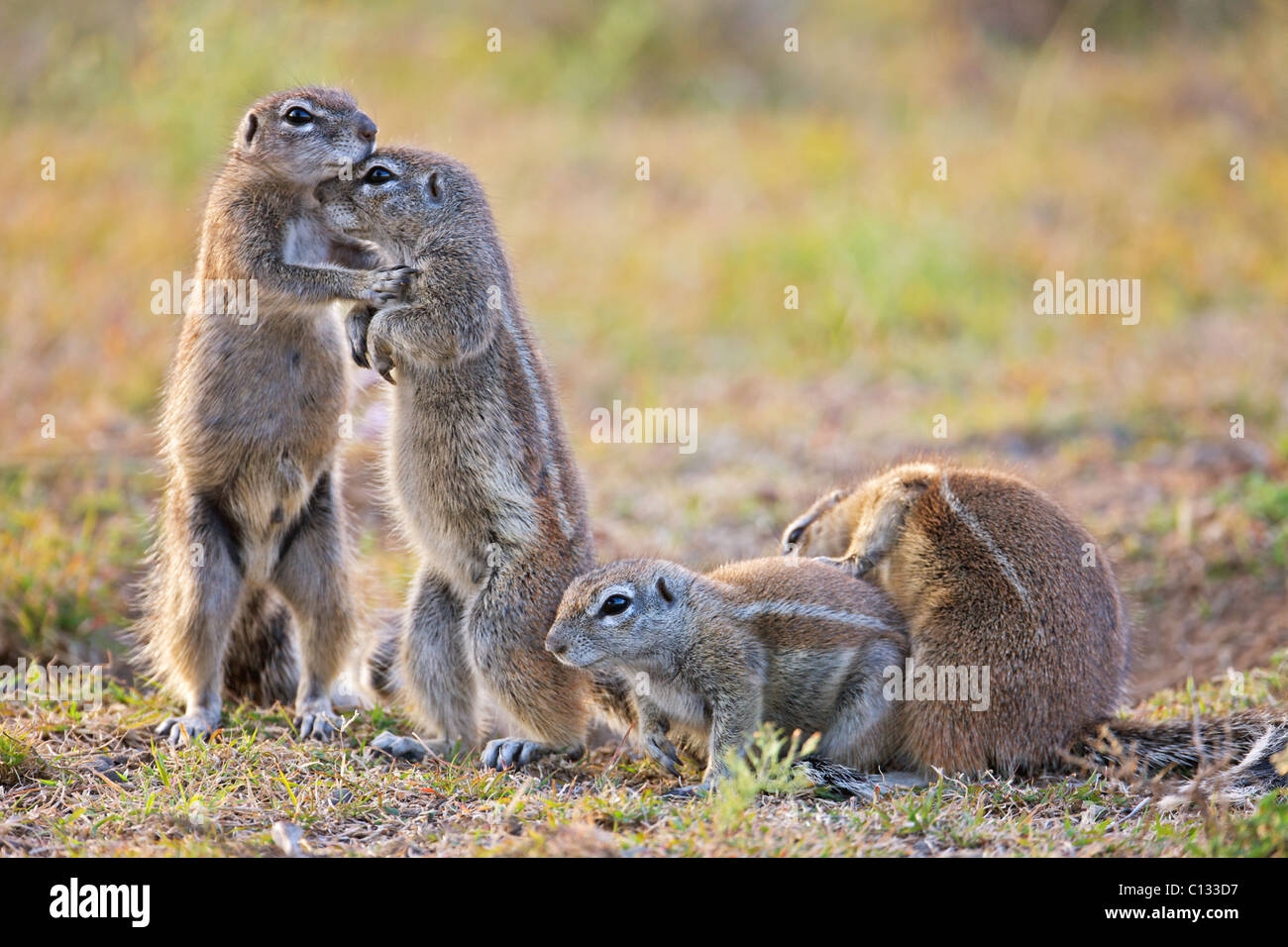 Group Of Squirrels Hi res Stock Photography And Images Alamy
