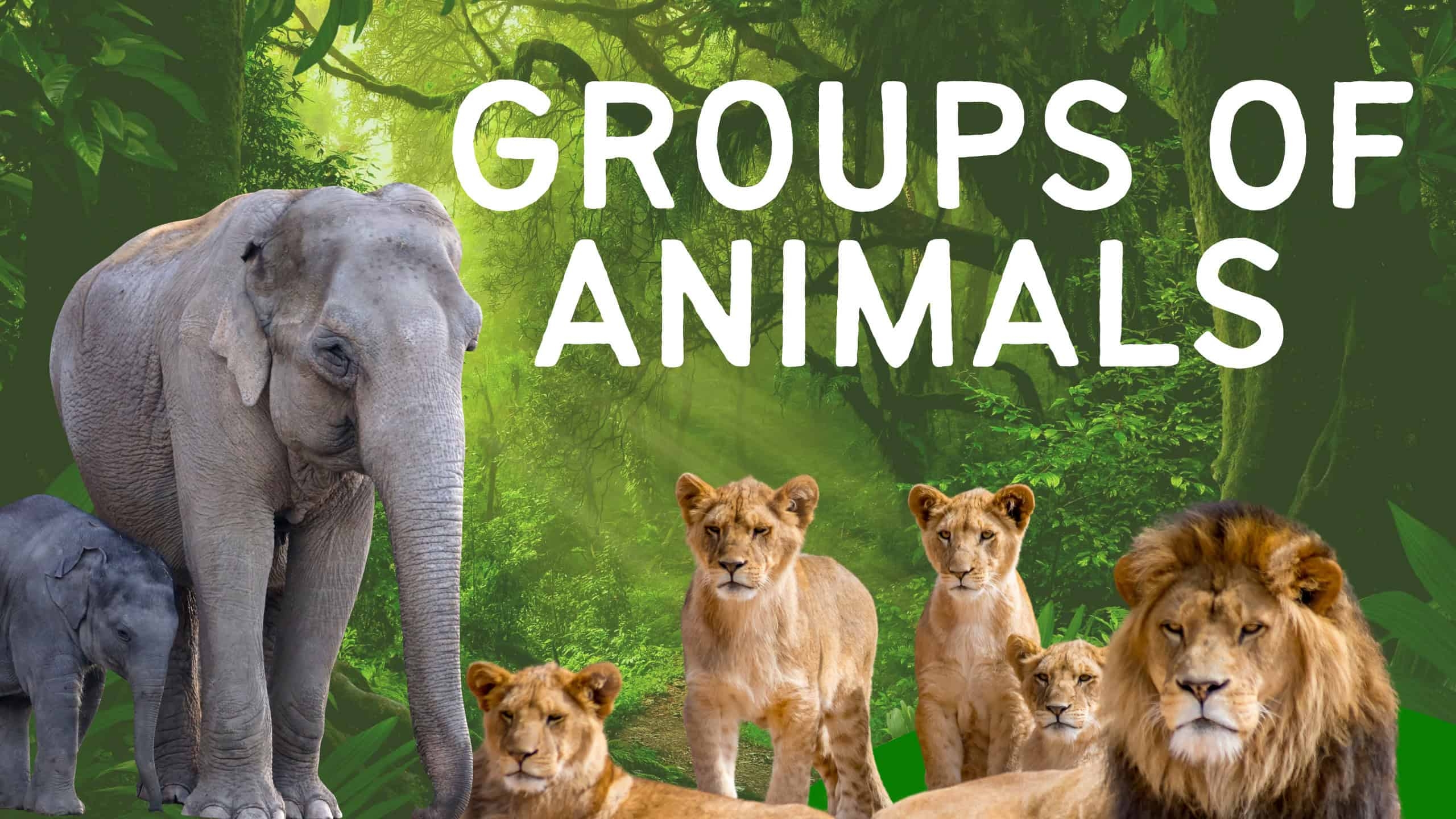 list of names groups animals