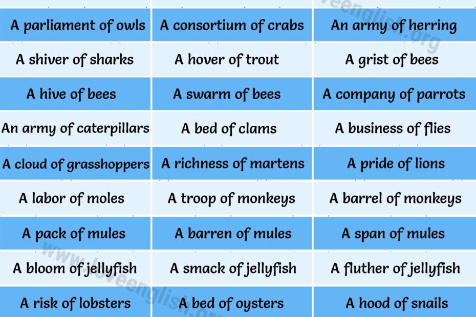 Groups Of Animals 110 Interesting Collective Nouns For Animals Love English