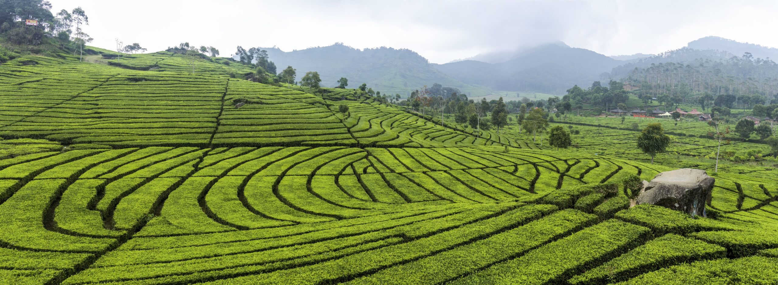 teas test wikipedia