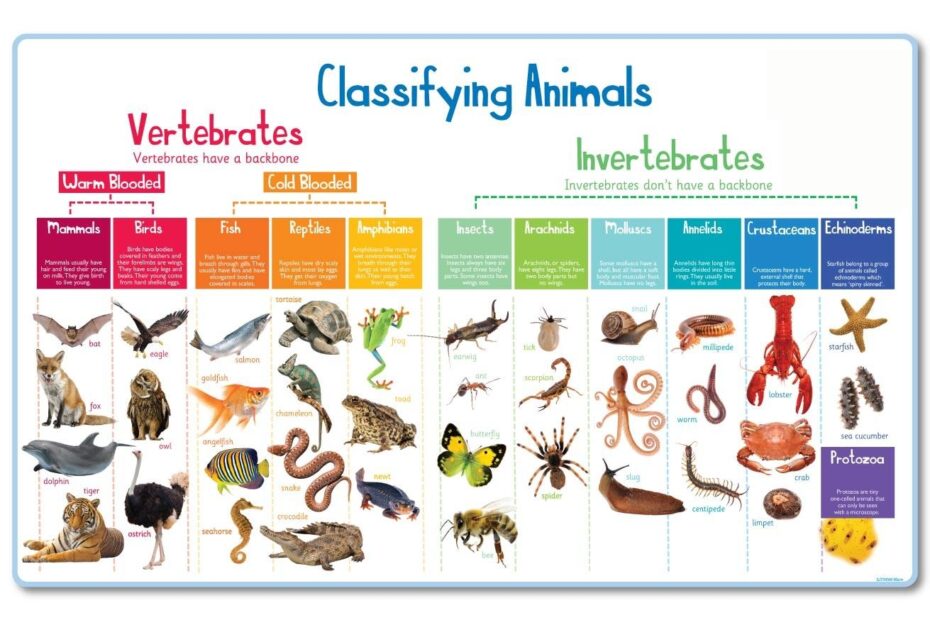 How Animal Classification Works SnakeWorld