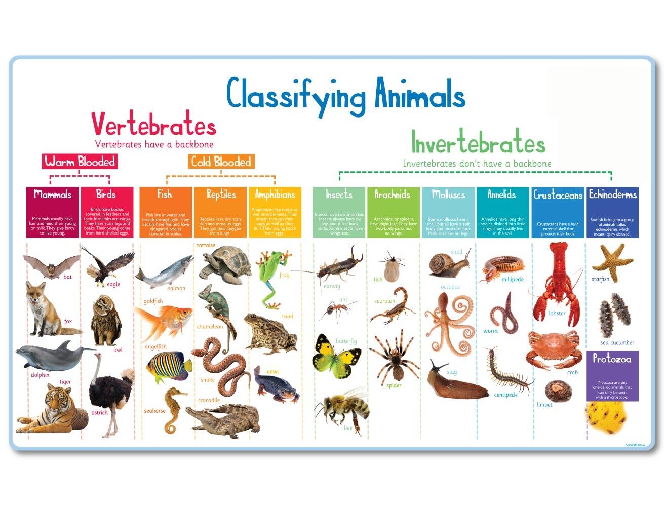 How Animal Classification Works SnakeWorld