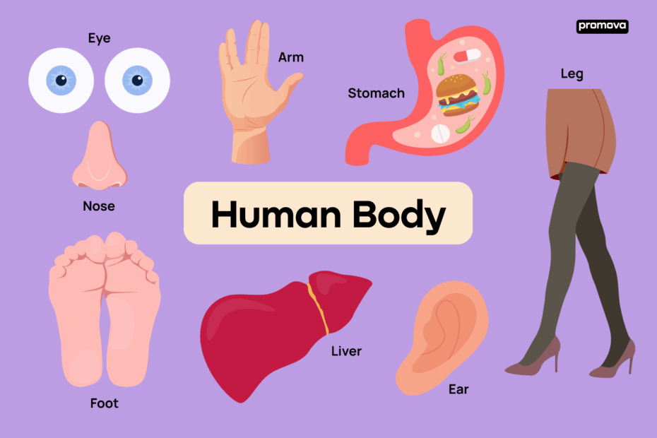 Human Body Vocabulary Essential Names Of Parts Of The Human Body Promova Blog