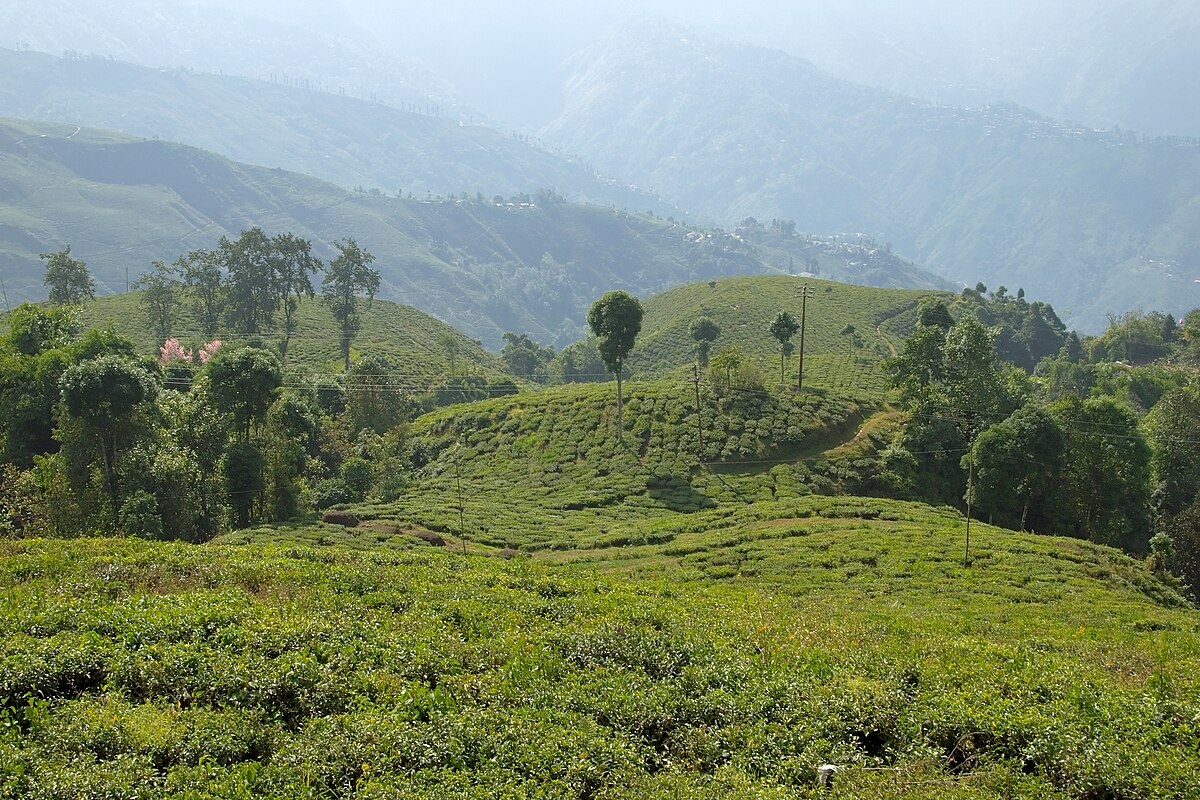 teas exam wikipedia