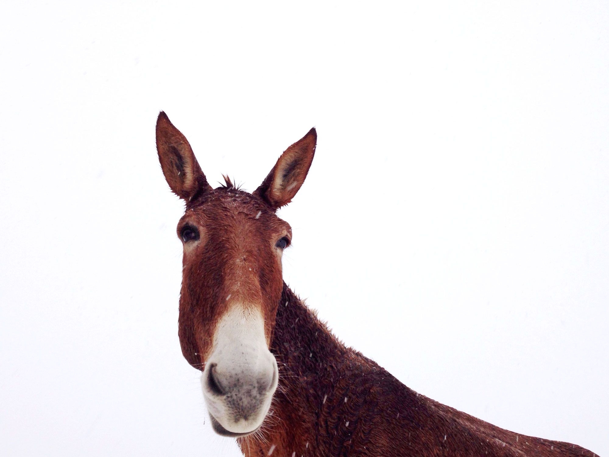 group of mules is called