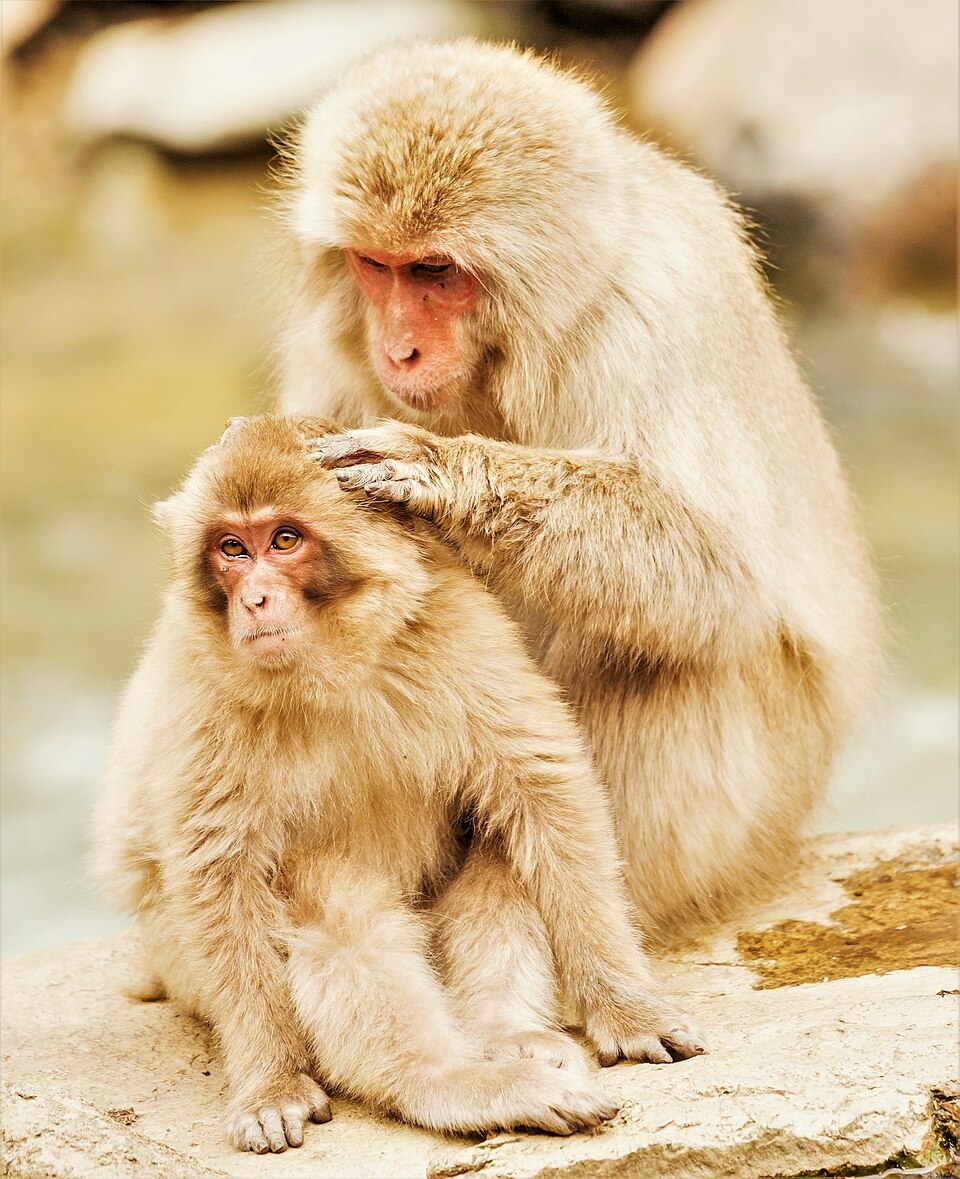 Japanese Macaque Wikipedia