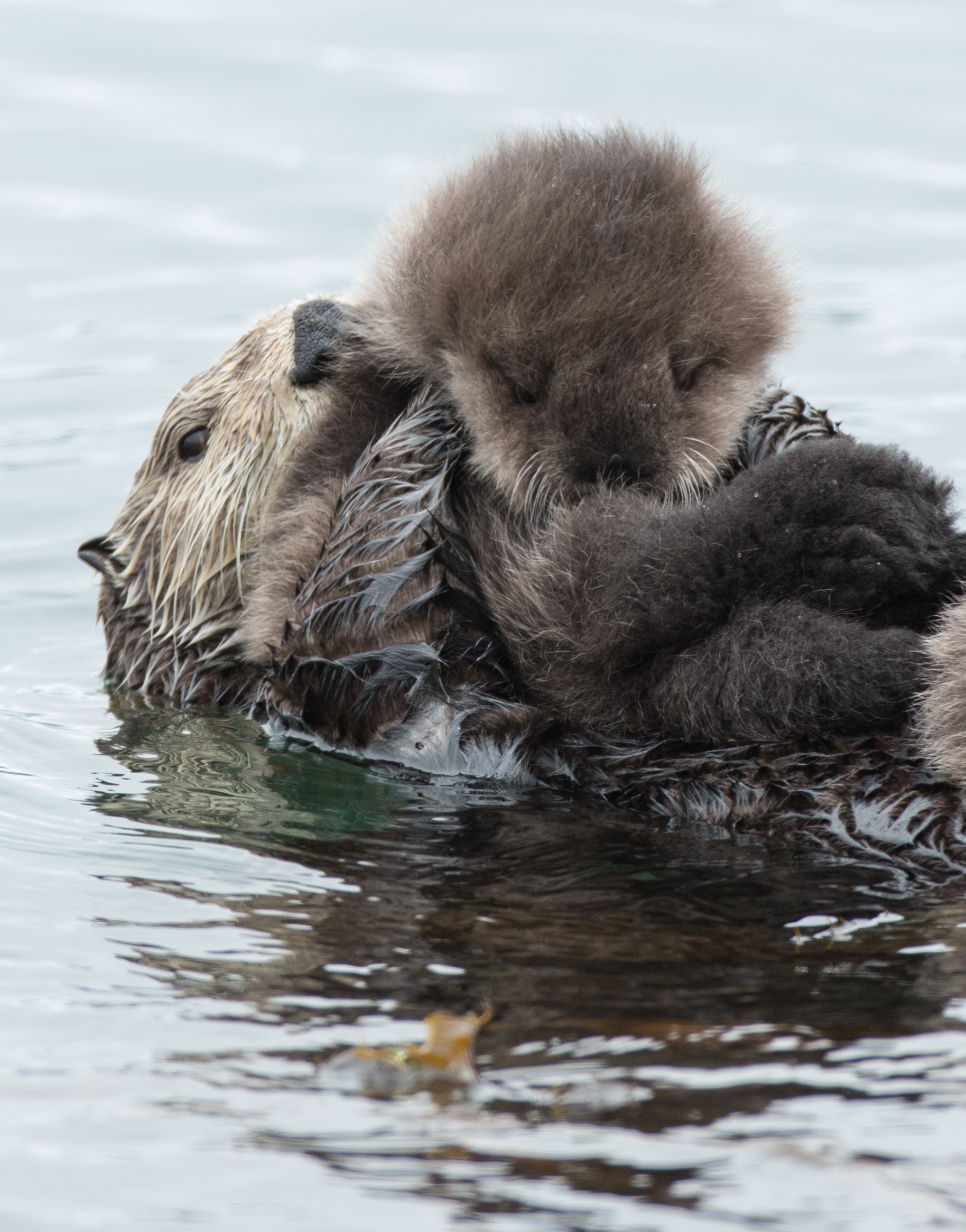 top 10 animal group names