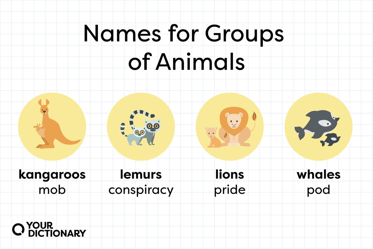 List Of Names For Groups Of Animals A Complete Glossary YourDictionary