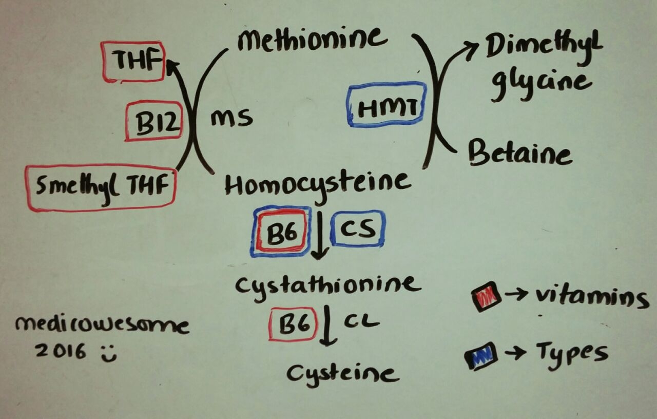 Medicowesome Homocysteine Metabolism Notes For USMLE
