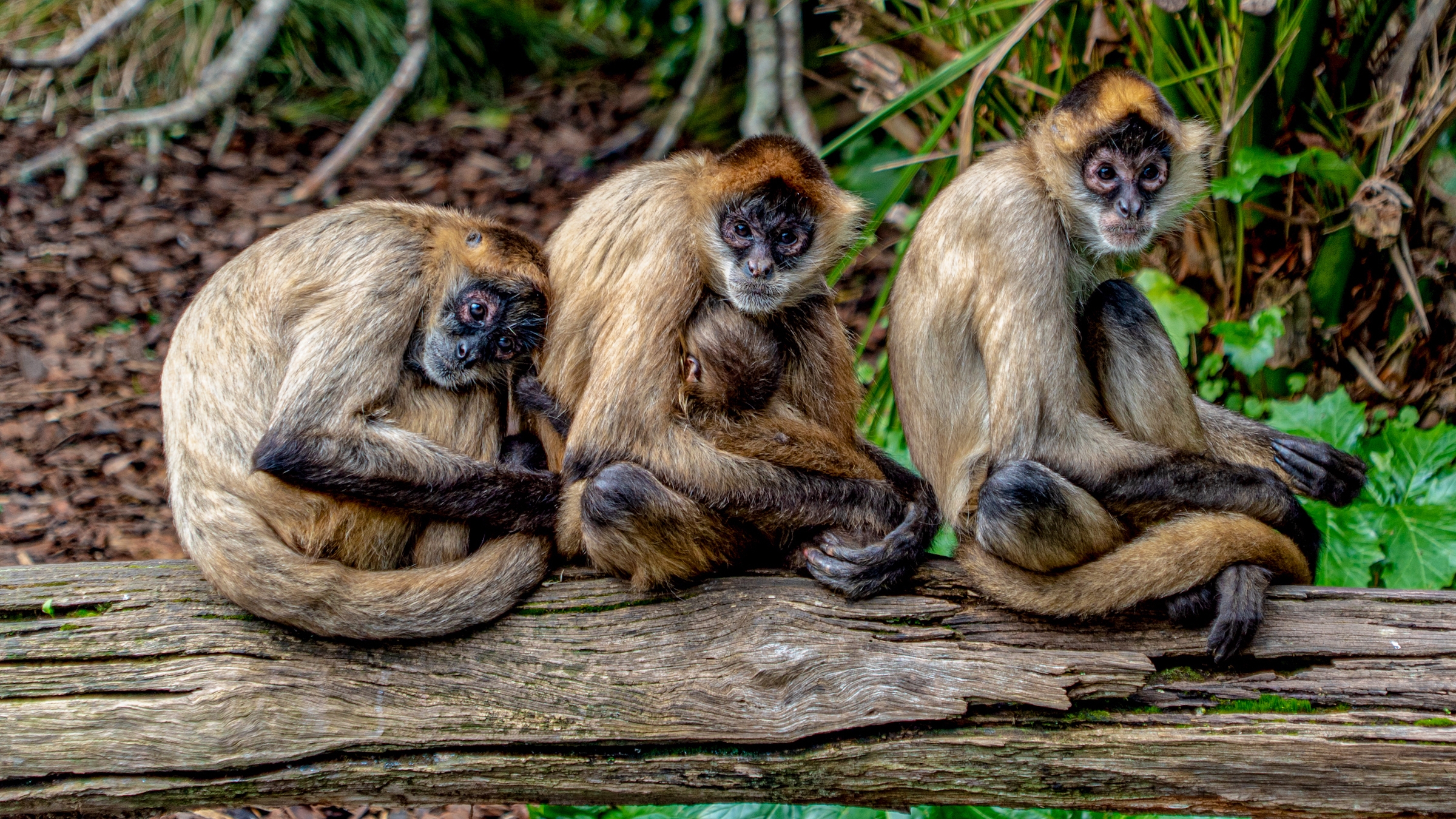 group of monkeys is called