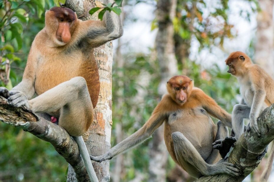 Monkeys Facts About The Largest Group Of Primates Live Science