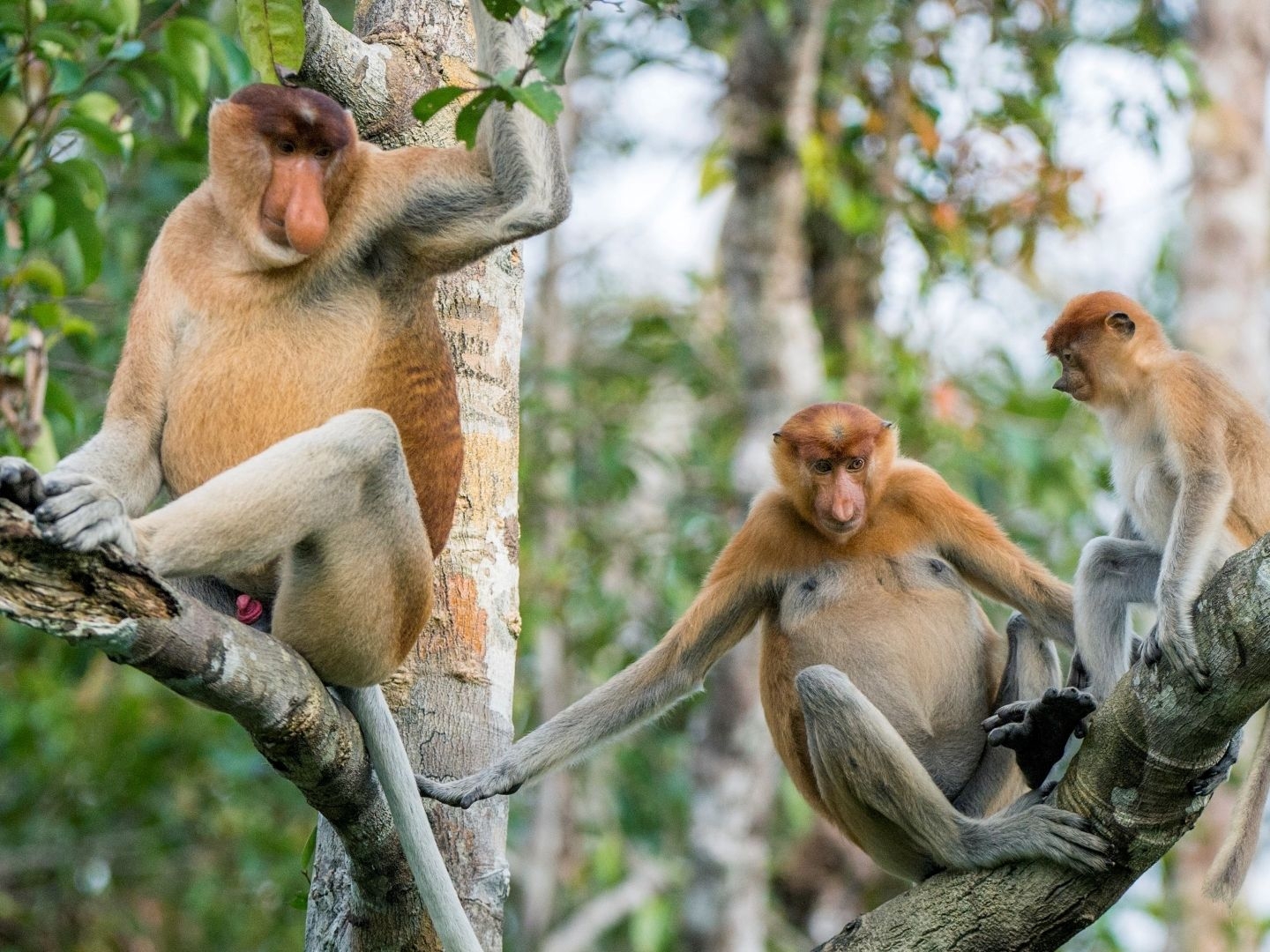 Monkeys Facts About The Largest Group Of Primates Live Science