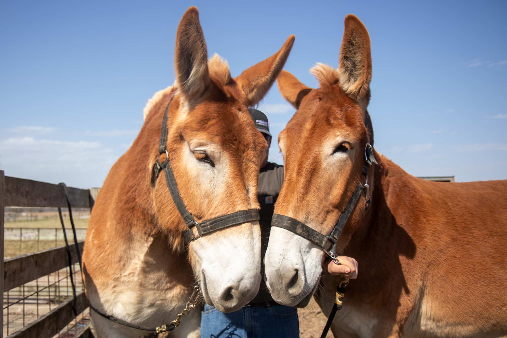 Mule Spotting 101 How To Tell Mizzou s Mules Apart