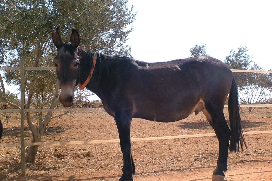 Mule Wikipedia