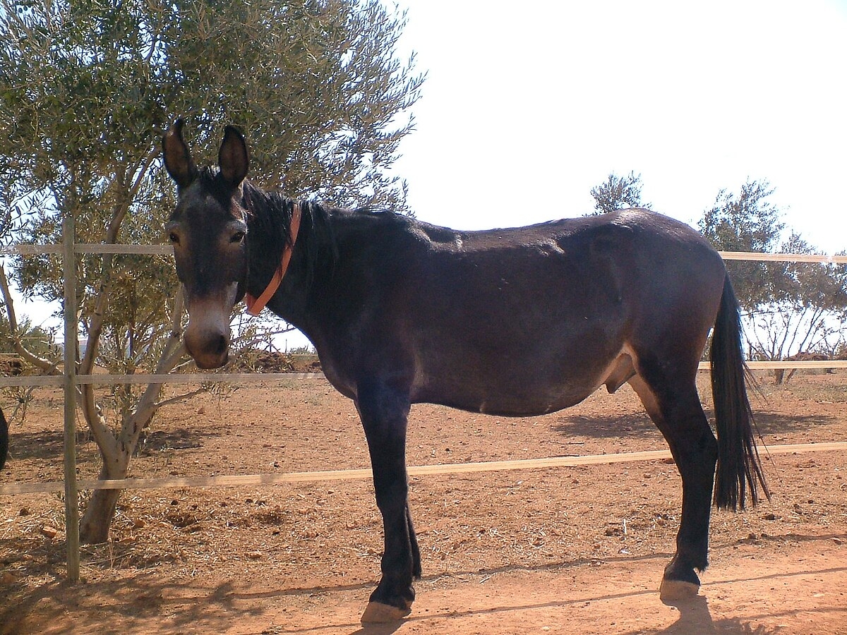 Mule Wikipedia