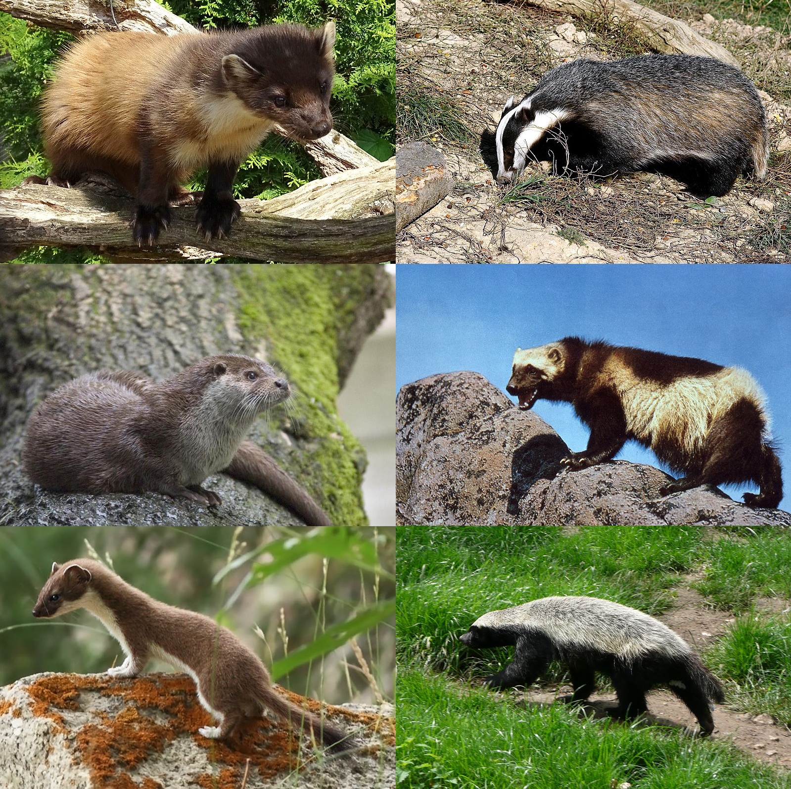 collective noun for weasels