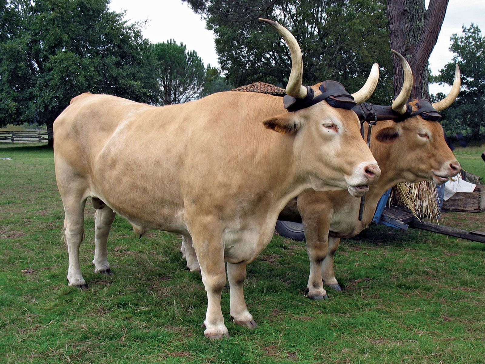 group of bulls called
