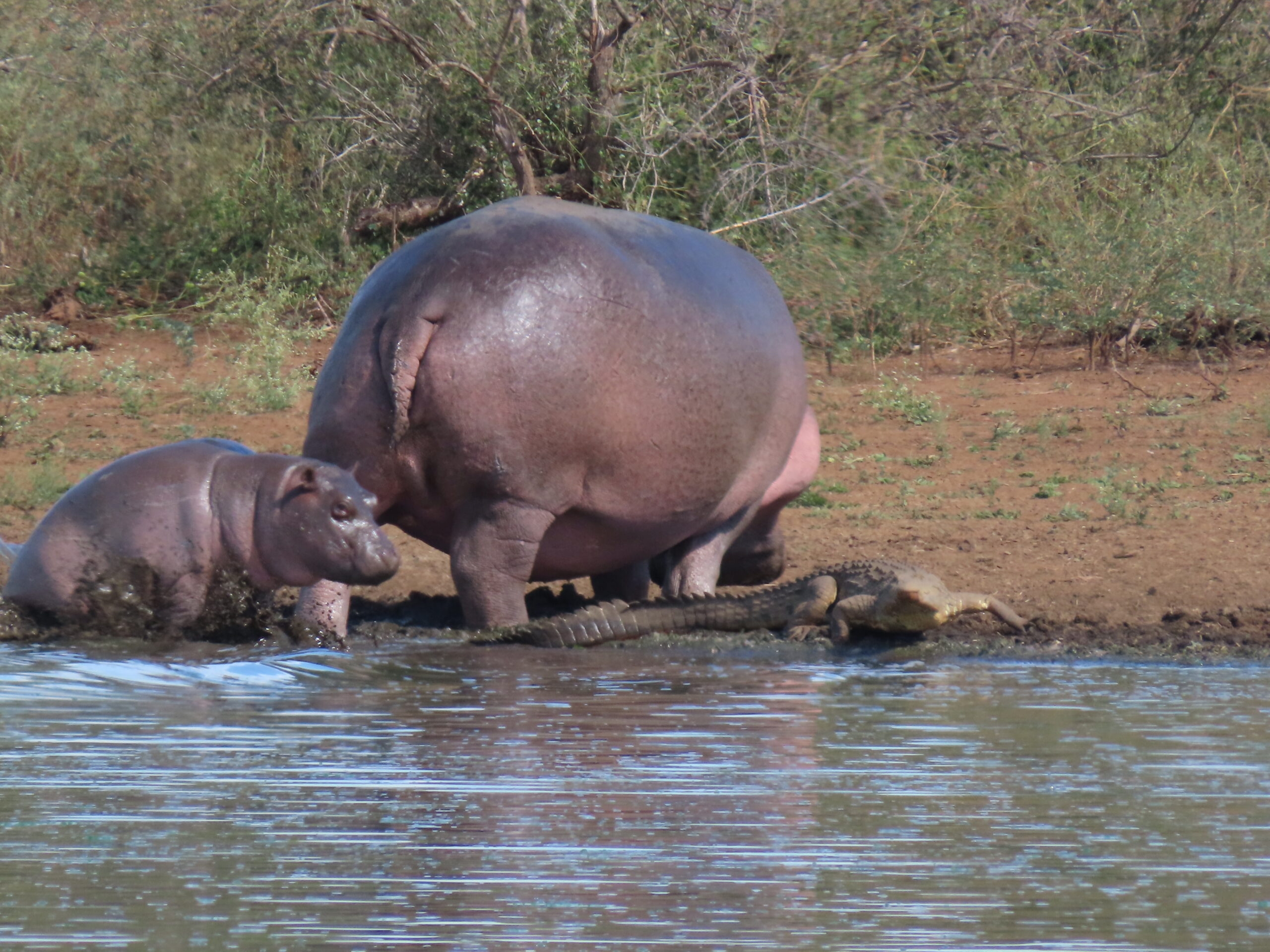 Part 4 Outstanding Day In Kruger National Park A Bloat Of Hippos 