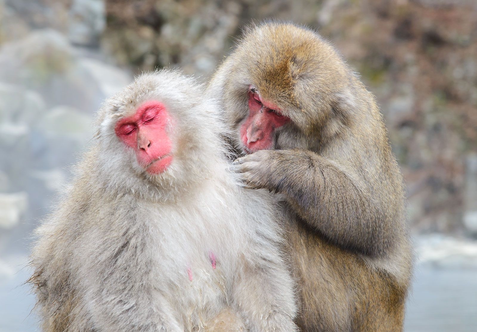 Primate Definition Species Characteristics Classification Distribution U0026 Facts Britannica
