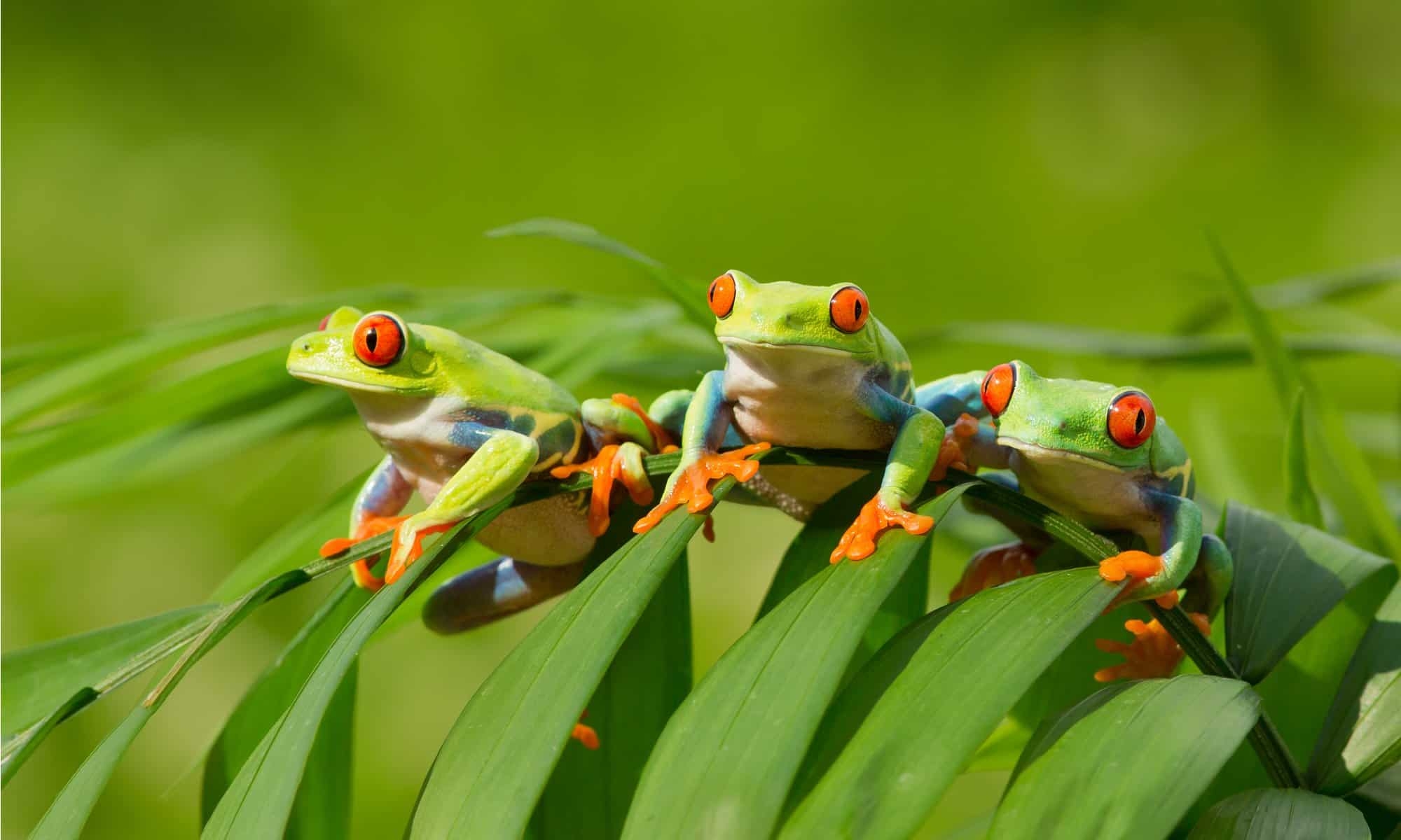 group of frogs are called