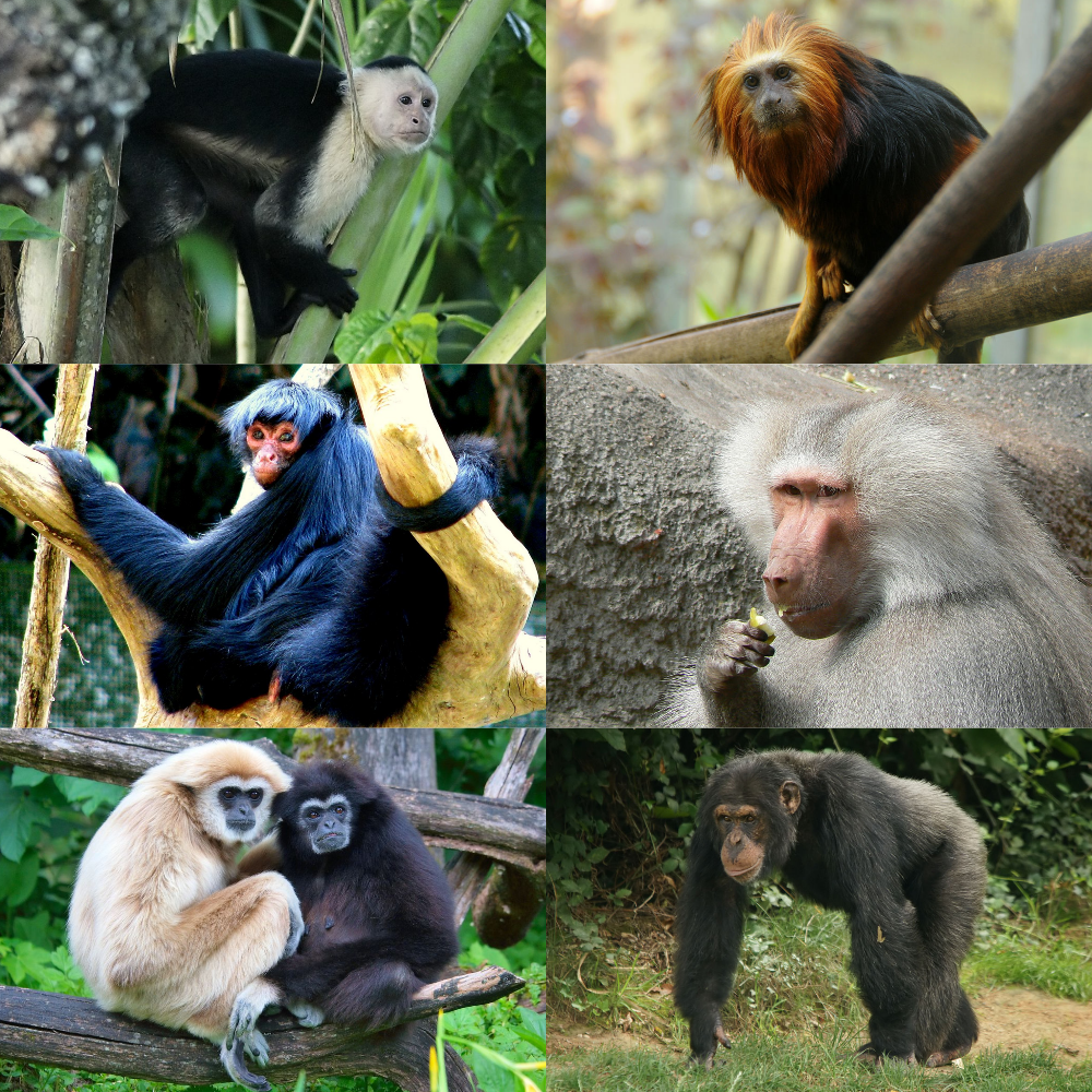 group of monkey is called