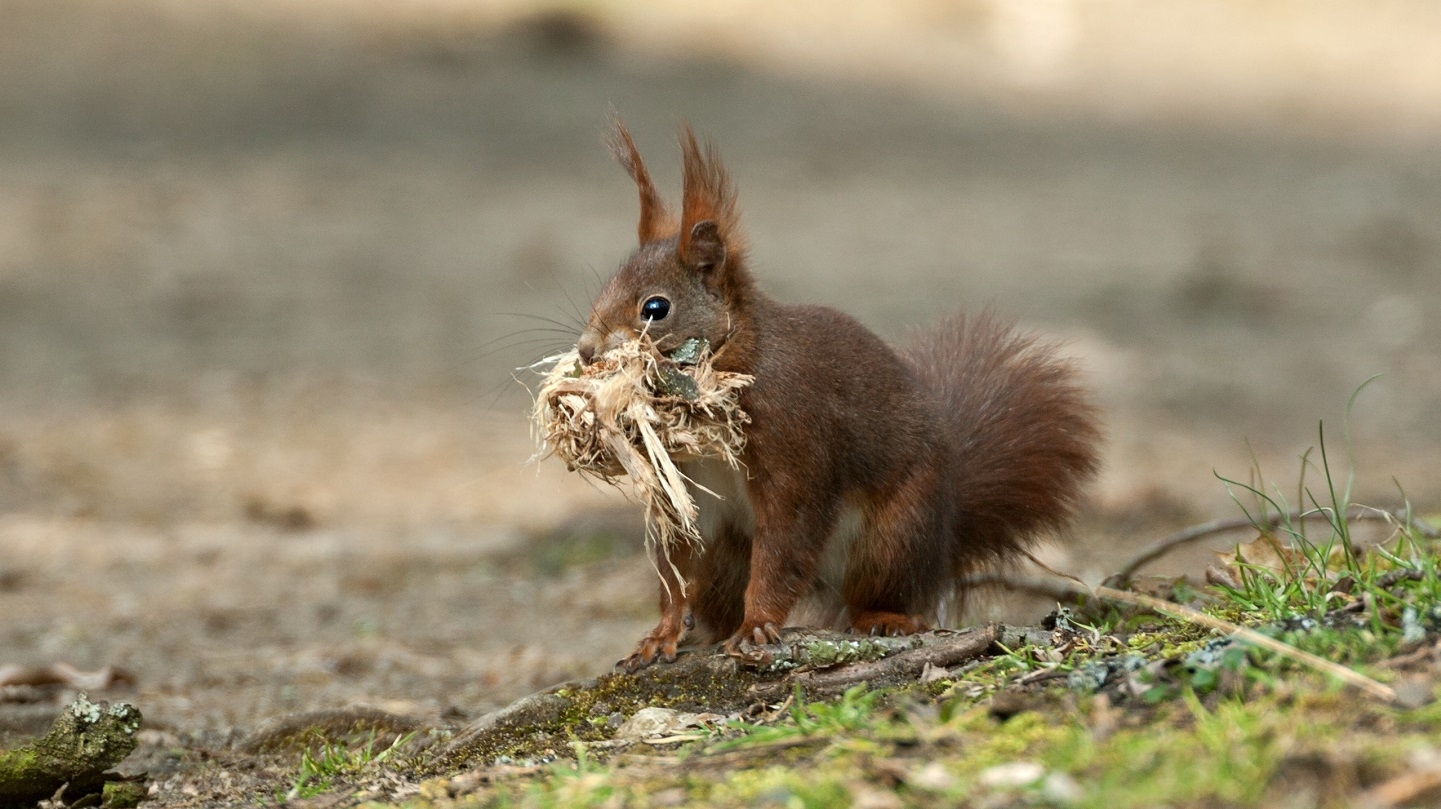 pack of squirrels called