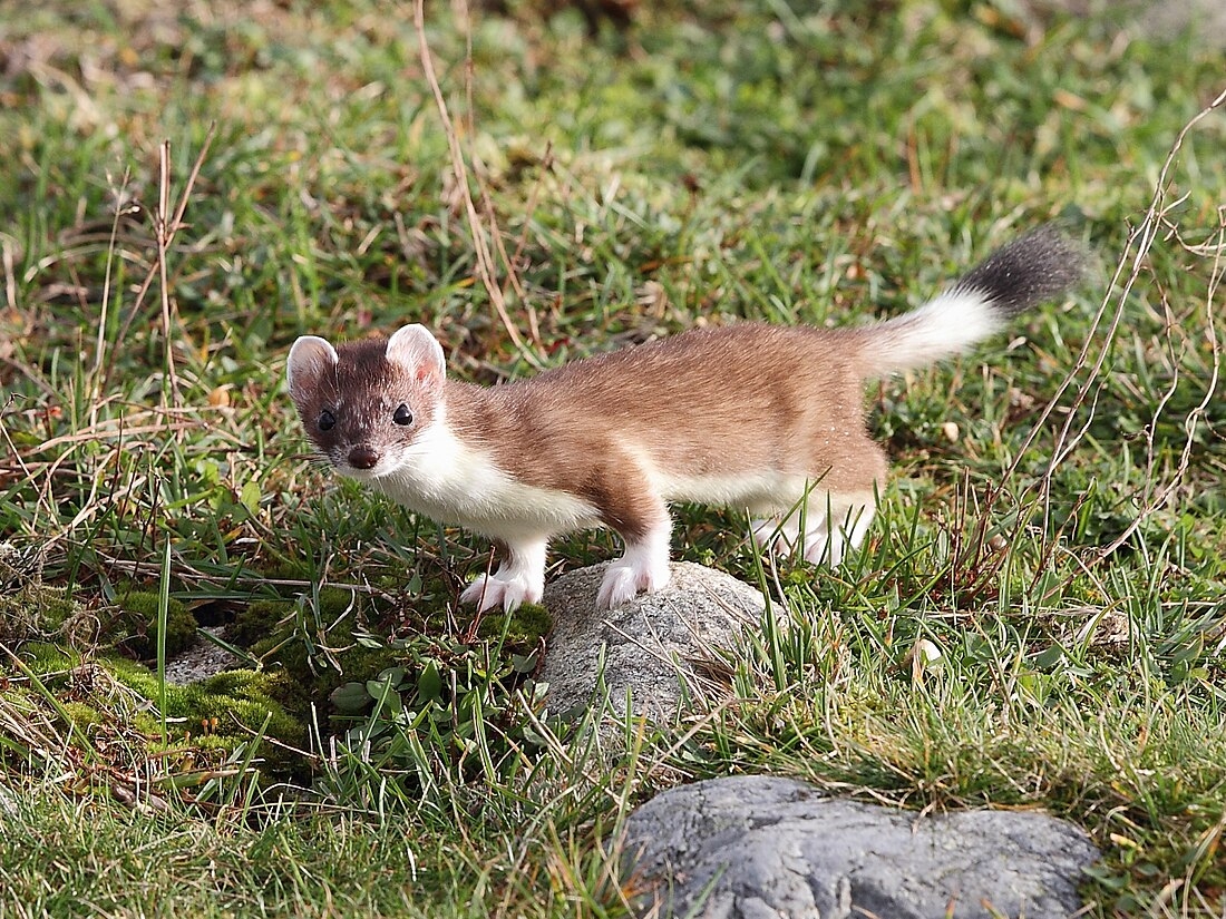 Stoat Wikiwand
